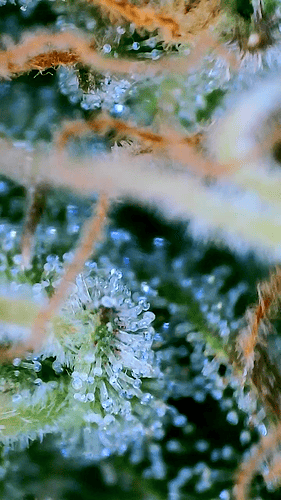 Growreport Bild 9