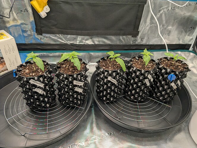 Growreport Bild 12