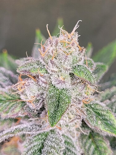 Growreport Bild 15
