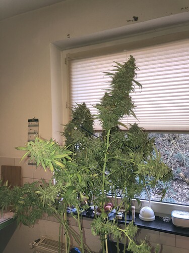 Growreport Bild 16