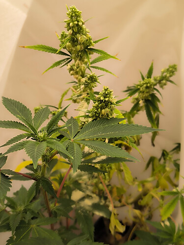 Growreport Bild 9