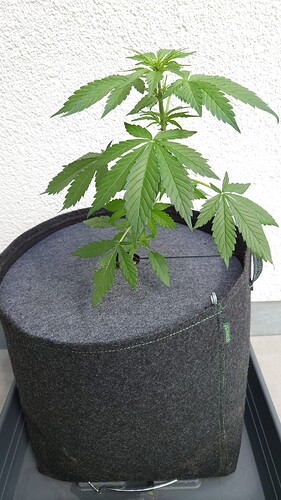 Growreport Bild 13