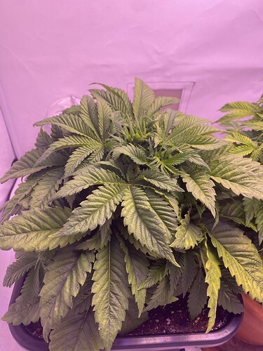 Growreport Bild 3