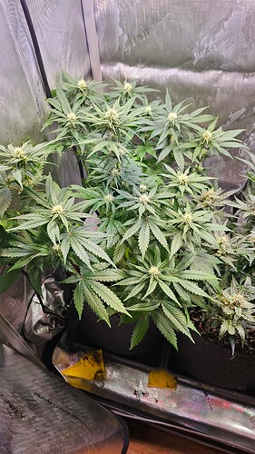 Growreport Bild 3