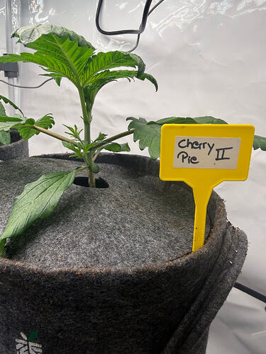 Growreport Bild 15
