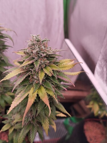 Growreport Bild 23