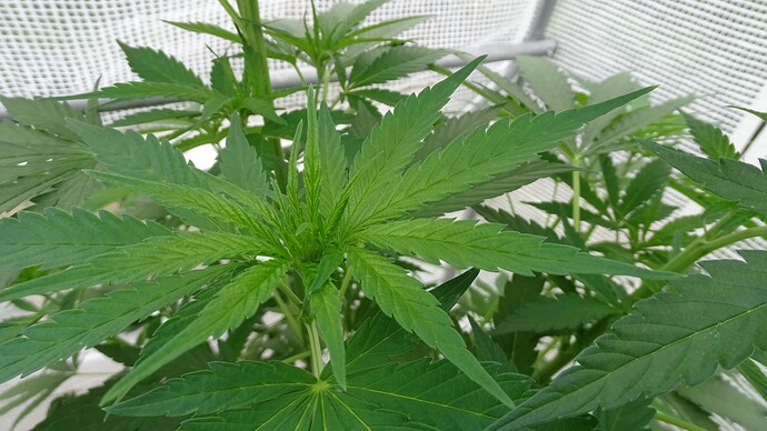 Growreport Bild 23