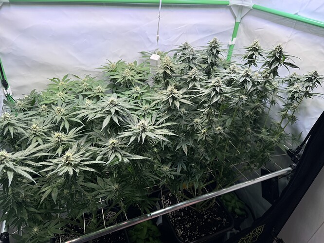 Growreport Bild 1