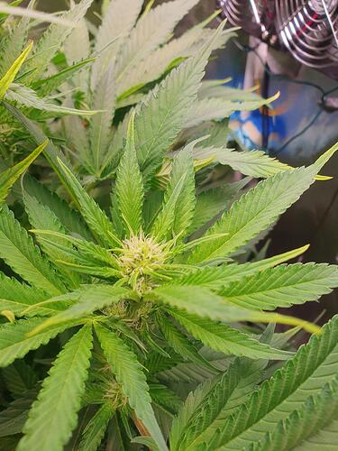 Growreport Bild 5