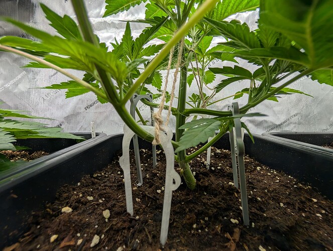 Growreport Bild 5