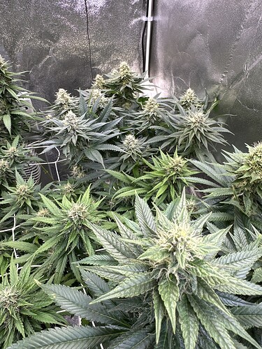 Growreport Bild 42