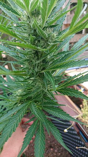 Growreport Bild 27