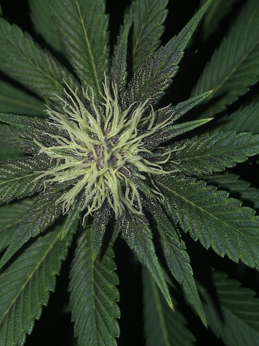 Growreport Bild 1