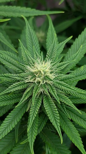 Growreport Bild 2