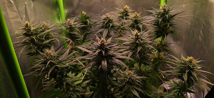 Growreport Bild 16