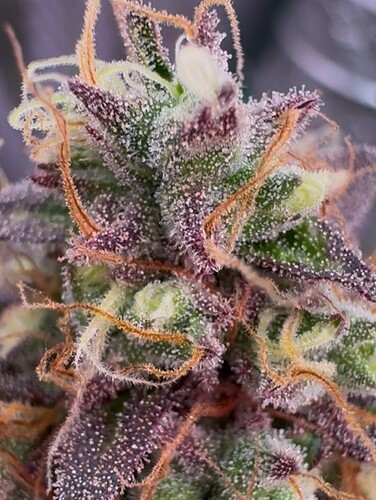 Growreport Bild 20