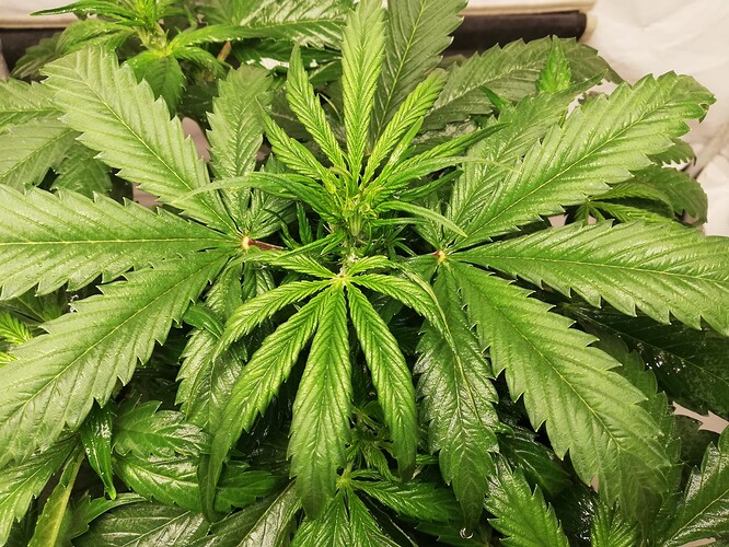 IMG_20240531_202231 (1)