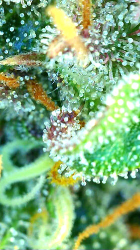 Growreport Bild 8