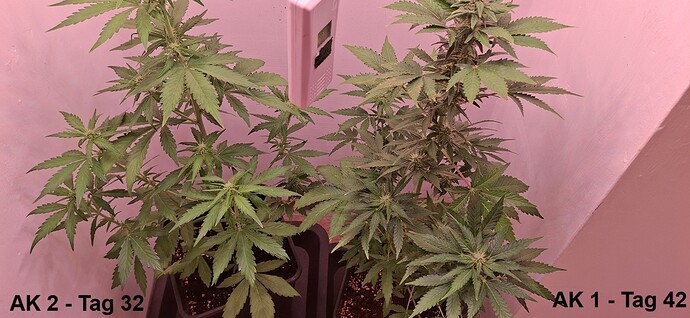 x-duo (2)