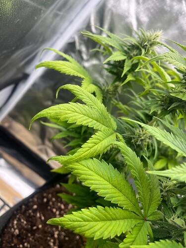 Growreport Bild 2