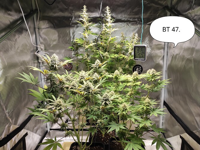 Growreport Bild 3
