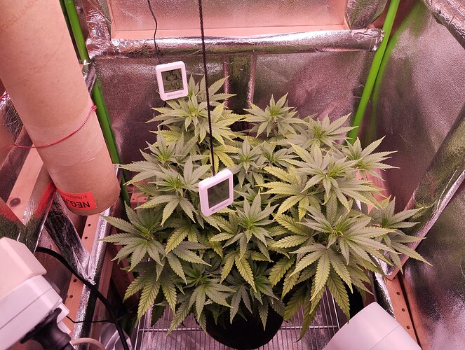 IMG_20241117_164918 - Kopie