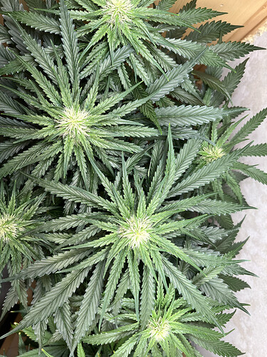 Growreport Bild 1