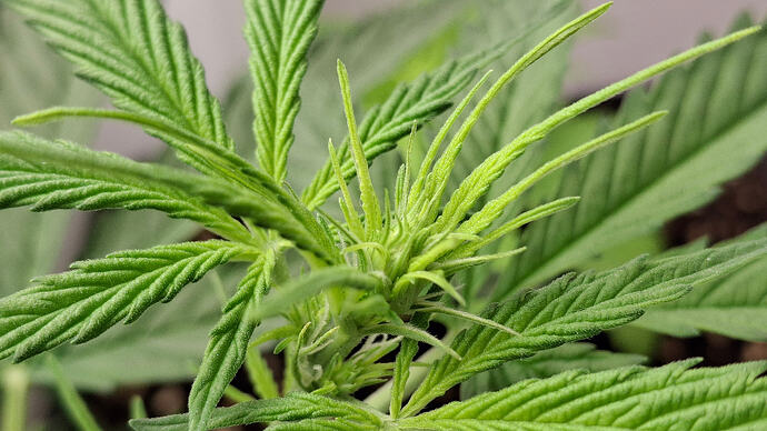 Growreport Bild 206