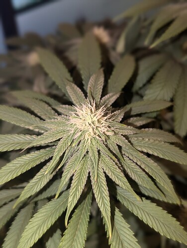 PXL_20241020_164015078.PORTRAIT