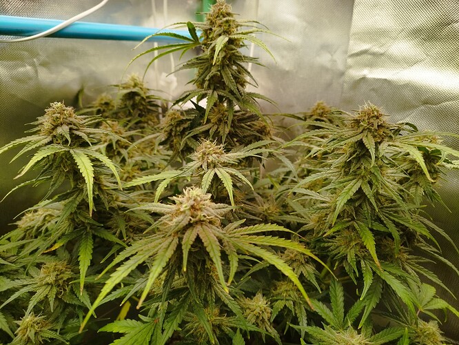 Growreport Bild 15