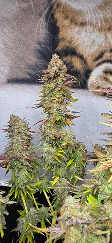 Growreport Bild 29