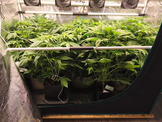 Growreport Bild 2