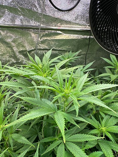 Growreport Bild 85