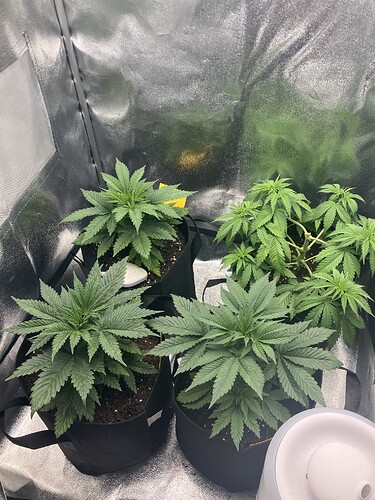 Growreport Bild 5