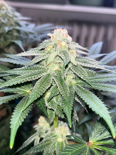 Mimosa 19624 Bud 1