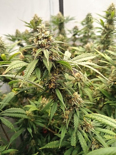 Growreport Bild 65