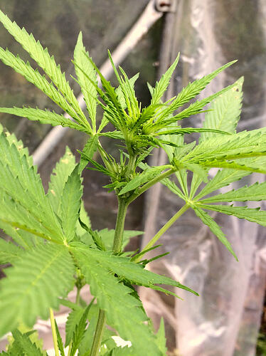 Grow26_0817_08