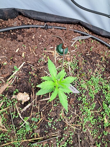 Growreport Bild 1