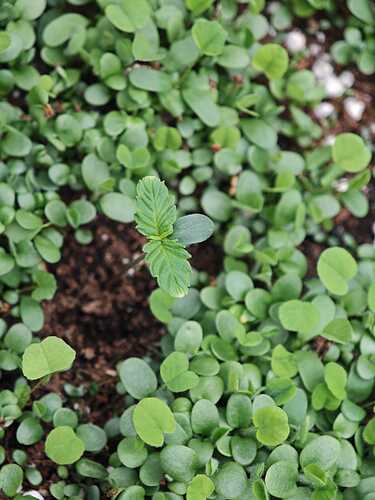 Growreport Bild 4