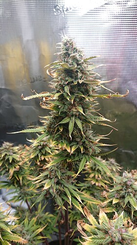 Growreport Bild 13