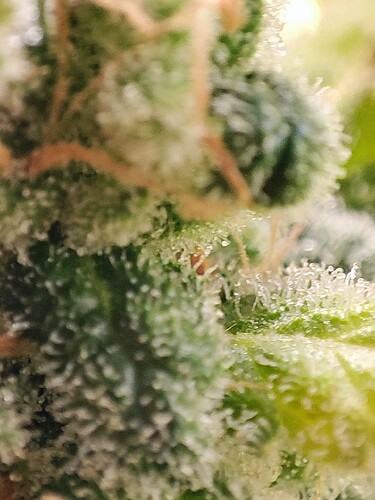 Growreport Bild 78