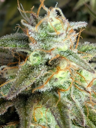 Growreport Bild 2