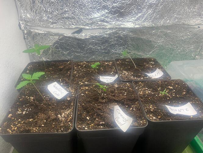 WhatsApp Image 2024-04-24 at 01.04.56