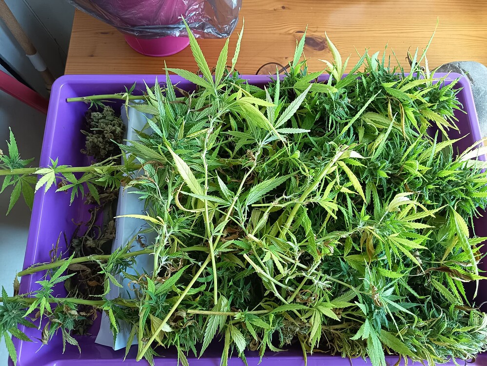Vom Fenster zum Balkon - weeder ein Versuch 😉