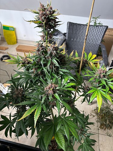 Growreport Bild 57