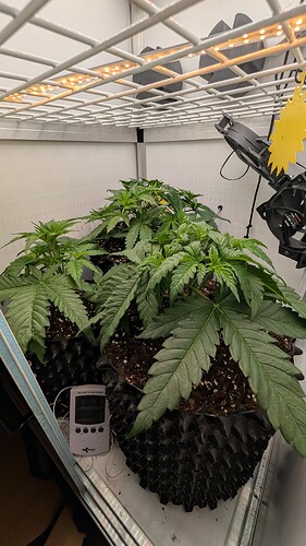 PXL_20250410_094317859.MP