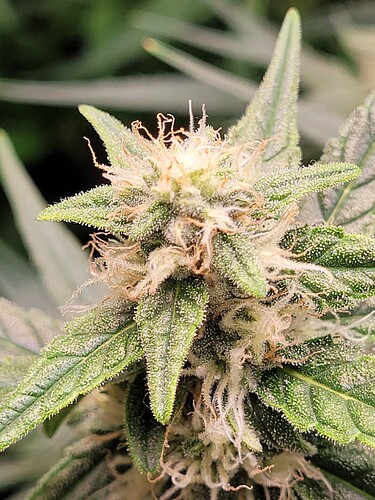 Growreport Bild 8