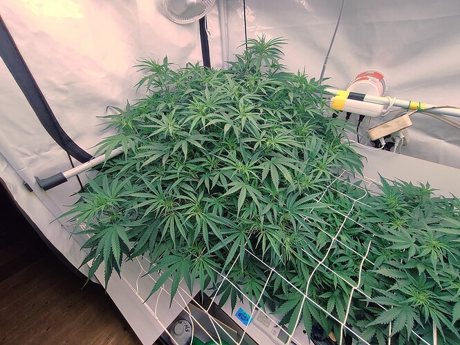 Growreport Bild 6