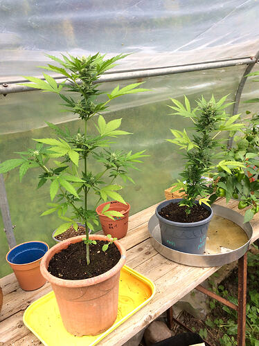 Grow26_0727_02