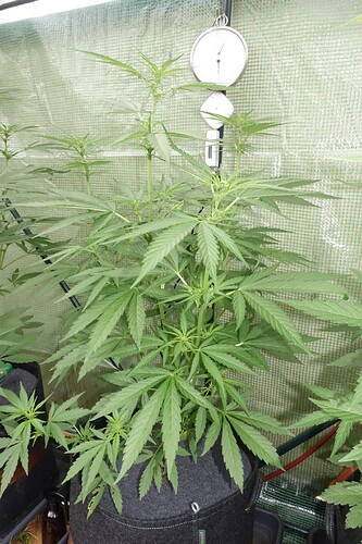 Growreport Bild 11